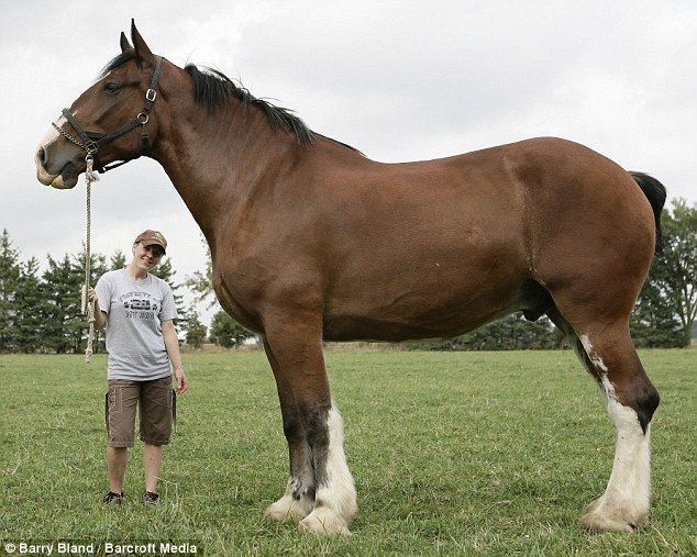 le plus grand cheval du monde